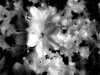 Close-up of flowers