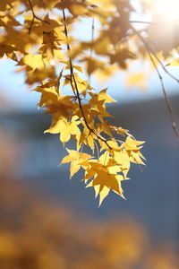 Close-up of yellow maple leaves against blurred background