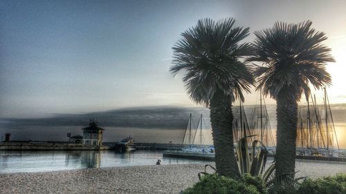 Palm trees by sea