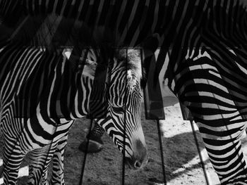 View of zebra in zoo