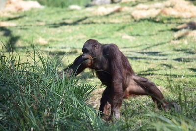 Monkey on field