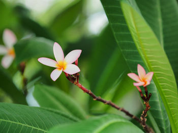 Close-up of frangipani on plant