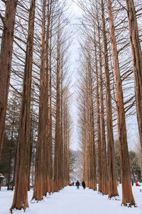 Trees on snow covered landscape