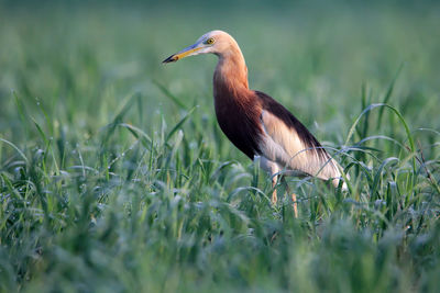 Close-up of a bird on field