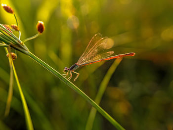 Dragonflies look for a suitable place to lay their eggs