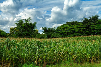 Scenic view of agricultural field against sky