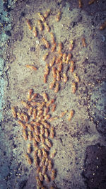 High angle view of crab on sand