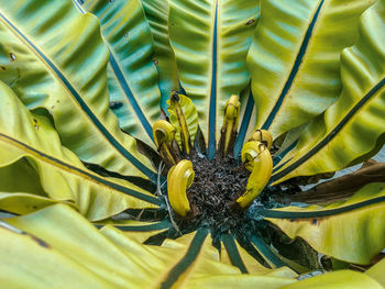 Close-up of sunflower