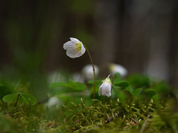 Close-up of white flowering plant