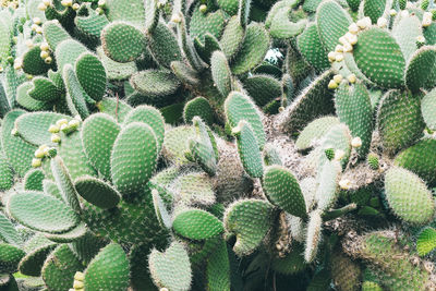 Cactus closeup