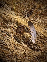 High angle view of bird in nest