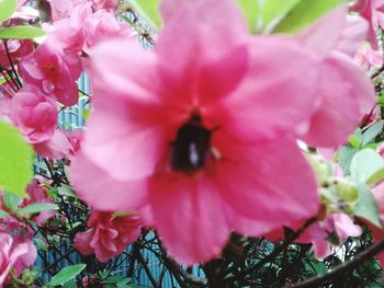 Close-up of pink flower