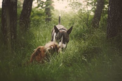 View of dog on field