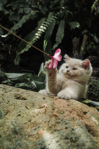 Portrait of cat looking at camera