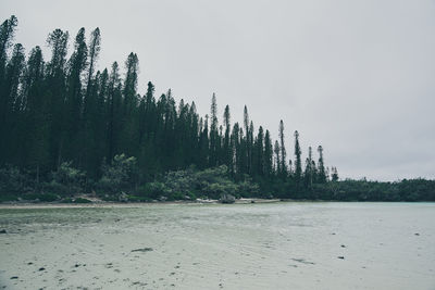 Plants growing on land against sky