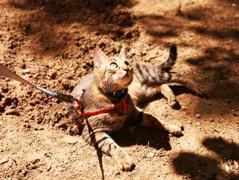 High angle view of cat on field