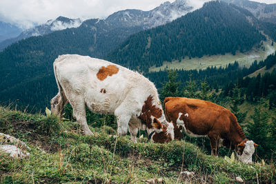 Brown cow grazing on a green pasture surrounded by high rocky mountains