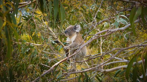 View of monkey on tree