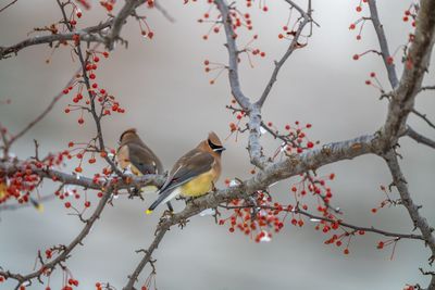 Low angle view of bird perching on tree