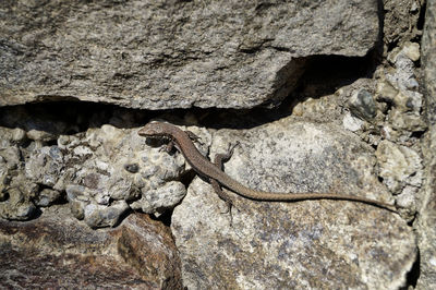 Close-up of a lizard on rock