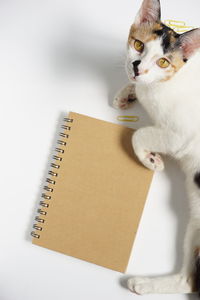 Cat looking at camera on table