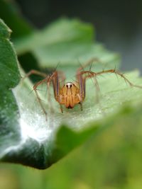 Close-up of spider