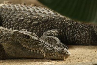 Close-up of crocodile