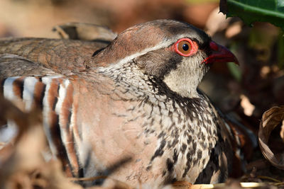 Close up of a french partridge sitting on the ground 