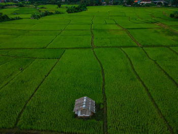 High angle view of agricultural field