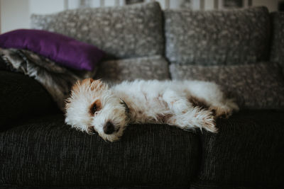 High angle view of dog resting on sofa at home