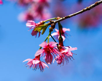 Close-up of pink cherry blossom