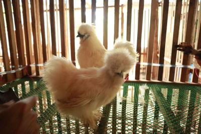 View of two birds on railing