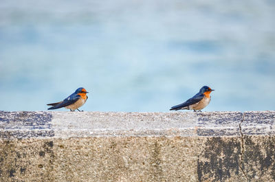 Bird perching on retaining wall