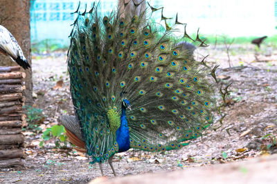 Close-up of peacock