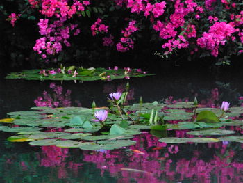 Close-up of pink flowers in park