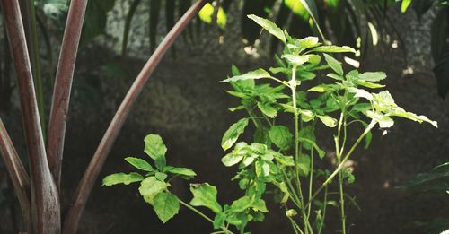 Close-up of plant growing on field