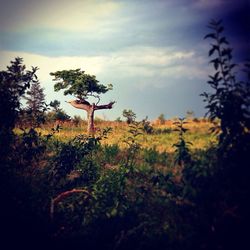 Scenic view of field against cloudy sky