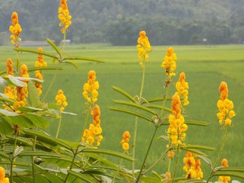 Close-up of yellow flowering plant on field