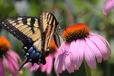 Close-up of butterfly on purple coneflower