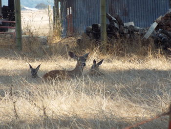 Deer in a field