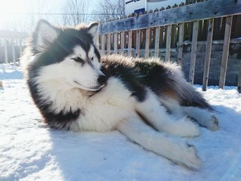 Close-up of dog during winter