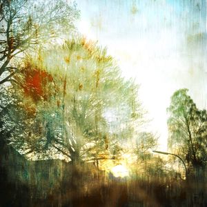 Sun shining through trees