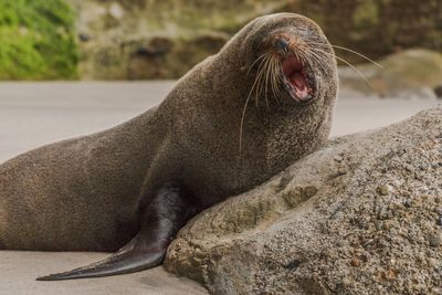 Close-up of sea lion relaxing outdoors