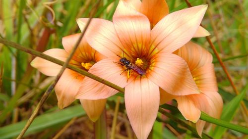 Close-up of bee on flower