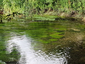 Scenic view of river flowing in forest