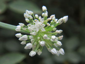 Close-up of white flowers