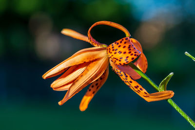 A close up of a tiger lily starting to bloom at sunset