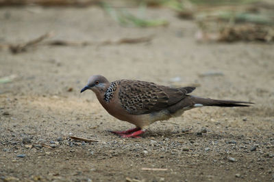 Close-up of bird perching on ground