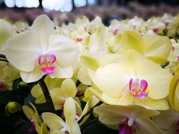 Close-up of flowers blooming outdoors