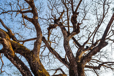 Low angle view of bare tree against sky
